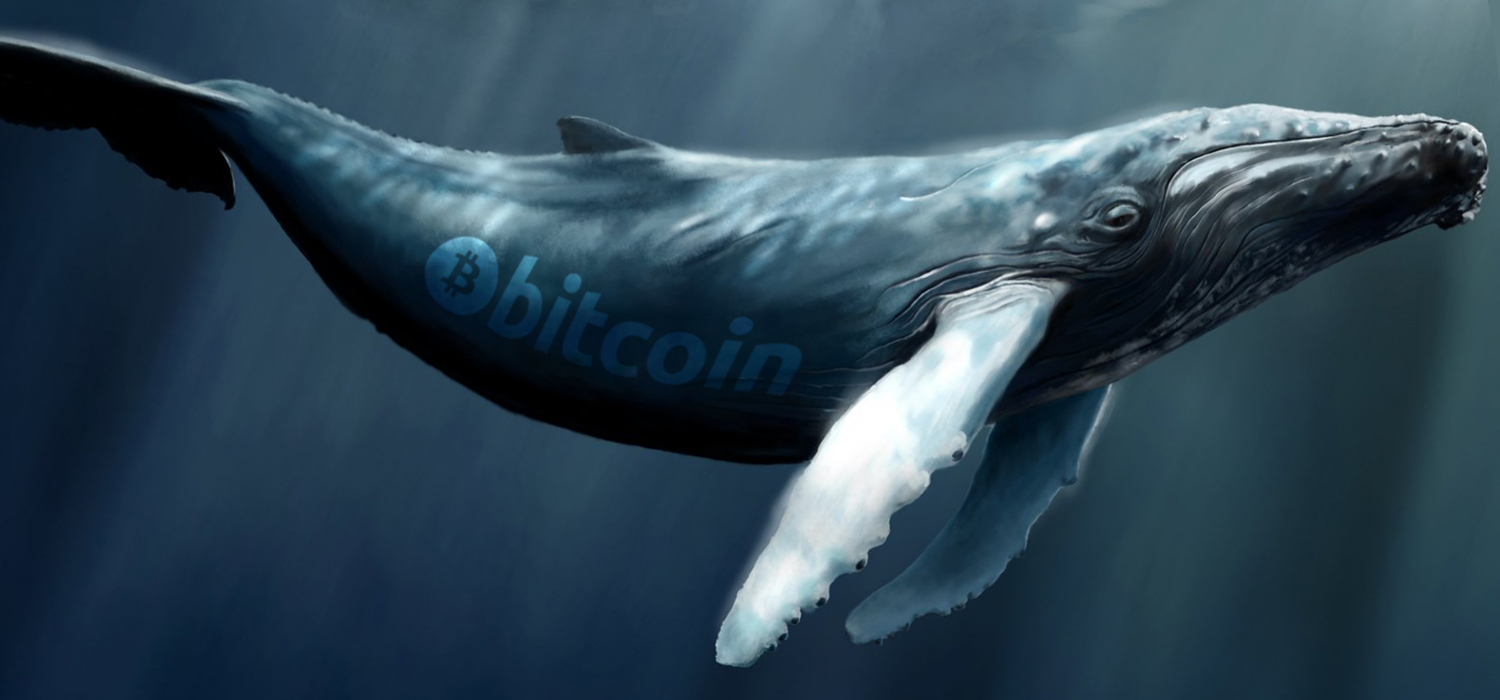  12 meses de datos en cadena muestran que las ballenas Bitcoin obtuvieron cientos de BTC de Small Fish 