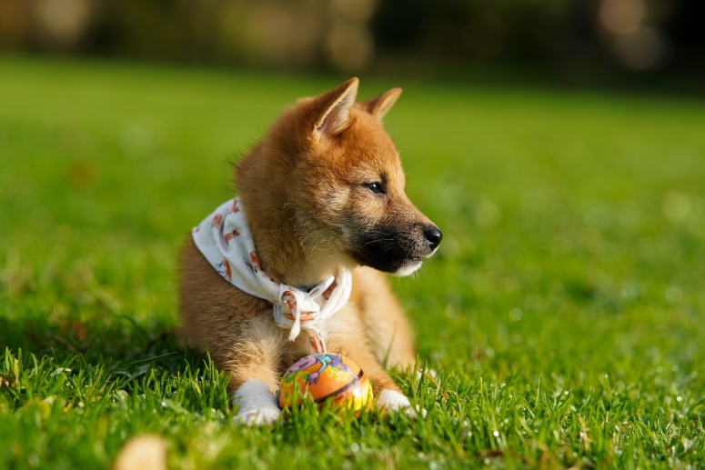 doge_unsplash_mathis_jrdl